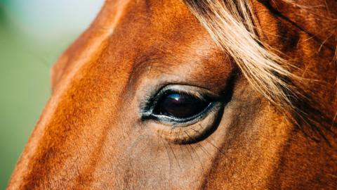 A close-up of a tan-coloured horse's mane.