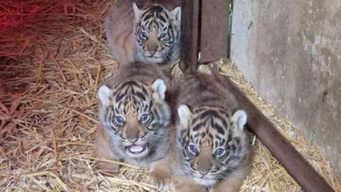 Three tiger cubs sleeping on hay inside an enclosure.