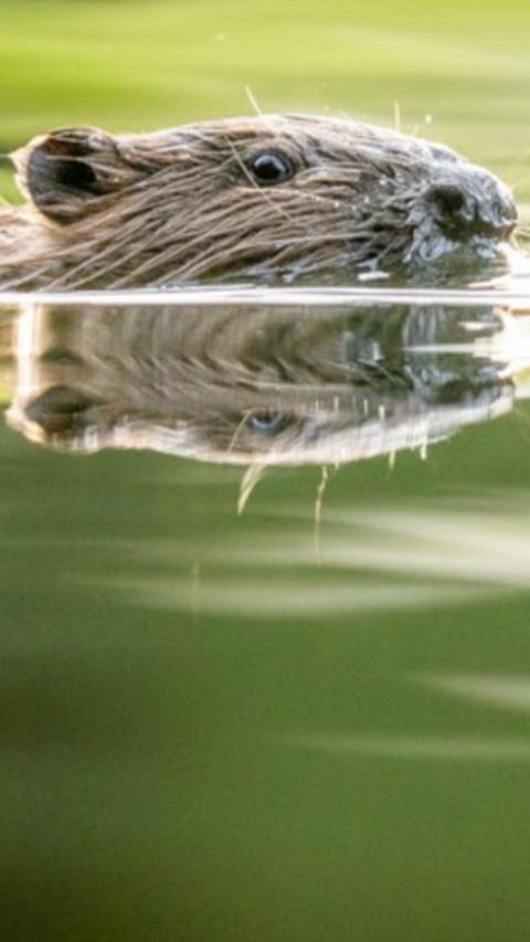 A beaver swimming in a river. You can only see the top of its head and nose and the rest of their body is submerged in water.