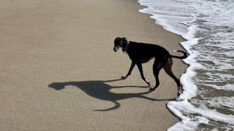 A dog on a beach, the dogs shadow is on the sand. There is foam from waves on the right of the picture. The dog is wearing a blue collar. 