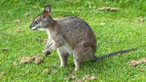 A photograph of the wallaby on the golf course