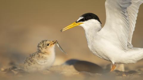 A white bird with a black head and yellow beak flaps its wings as it feeds a chick on the ground.
