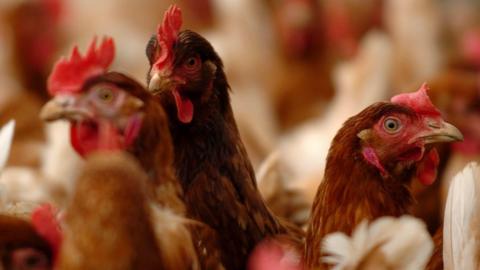 A large flock of chickens at a farm. Three of them are prominent, with brown feathers and red crests.