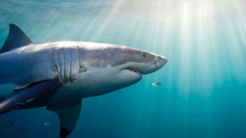 great white shark underwater