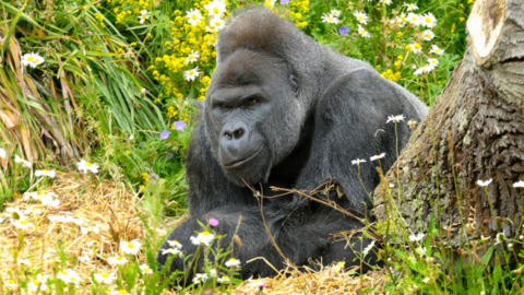 A large male silverback gorilla lies on its front and surrounded by flowers flowers in a zoo enclosure