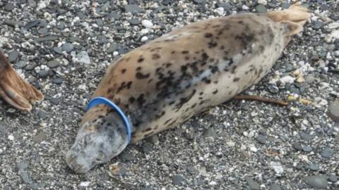 A grey seal on a pebble beach with a blue plastic ring around its neck.