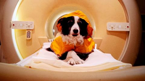 The image shows a border collie looking happy and relaxed as it sits on a fat bed that is inside the cylinder of a medical scanner. The dog has its paws crossed and is looking directly at the camera.