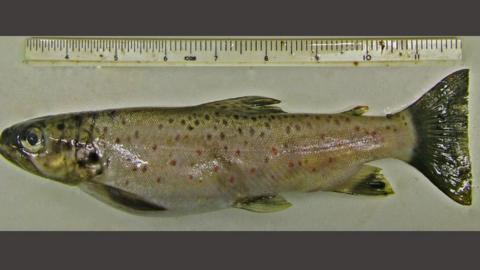 New species of brown trout