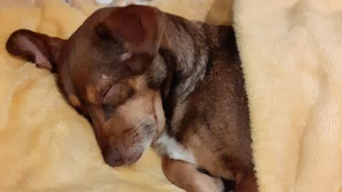 Oskar sleeping in yellow blanket