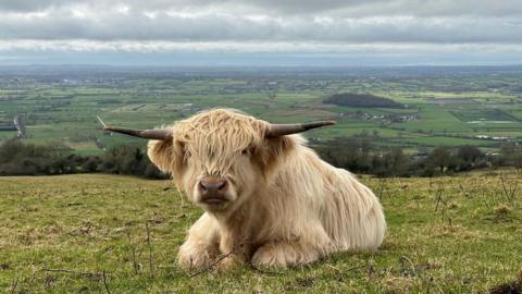 A long-haired cow sitting down in a field with lots of fields behind and grey clouds over the horizon