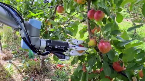 A robotic arm harvesting apples in Australia