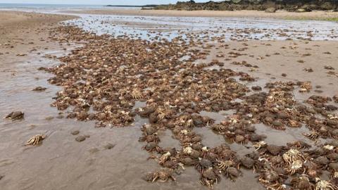 Spider crab shells on the beach