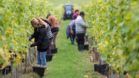 Migrant workers pick grapes