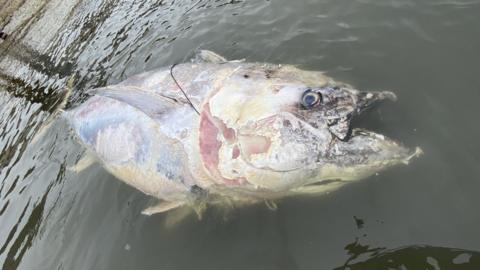 Dead bluefin tuna