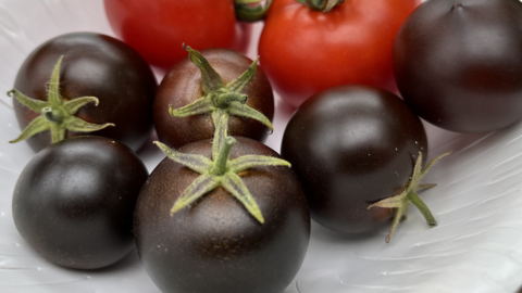 Genetically modified purple tomatoes