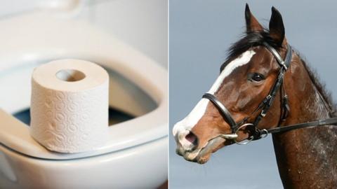 Toilet and horse