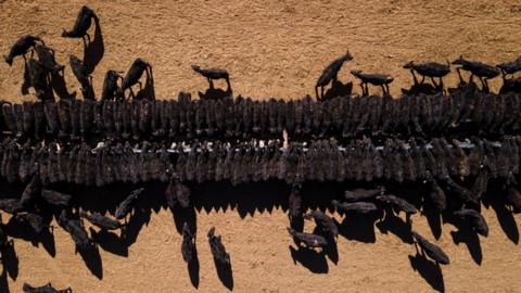 An aerial view of scores of cows lining up to feed from trays