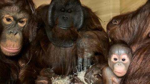 Orangutan family