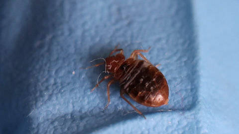 Close up of a bedbug