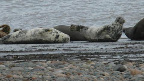 Grey seals on the shore at Walney