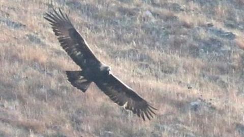 Golden eagle in Hoy