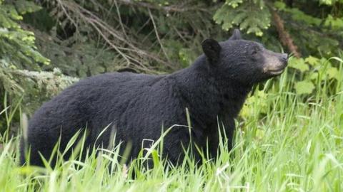Black bears, like this one, rarely attack humans