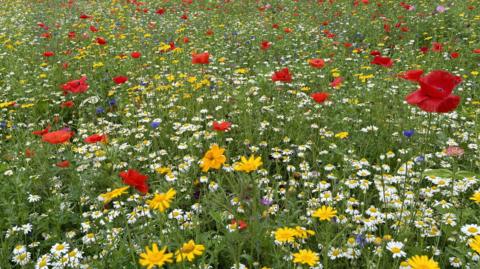 a wildflower meadow with green grass, yellow and white daisies, red poppies and other yellow and purple flowers