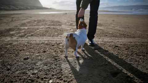 Dog with owner on Downhill beach