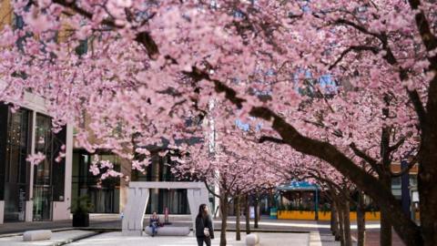 Trees in Oozells Square