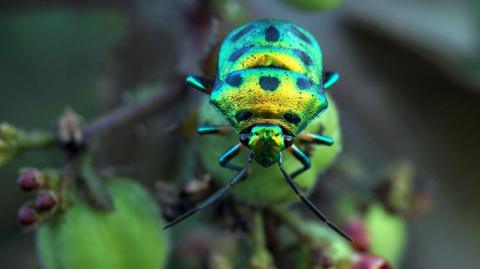 Metallic insect