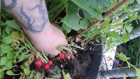 Harvesting radishes