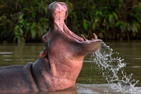 A hippo in Colombia