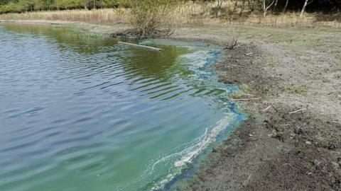 Blue Green Algae at a pond near Denby