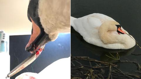 Swan with a hook through its tongue