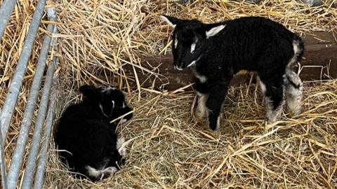 Badger Face Texel lambs