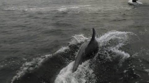 Dolphin surfaces close to dinghy