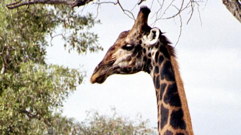 A giraffe in South Africa - stock photo