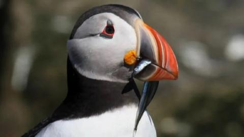 Puffin