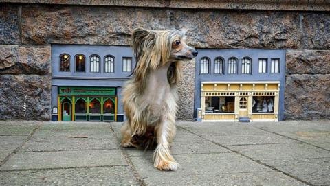 A dog outside one of Anonymouse's miniature creations