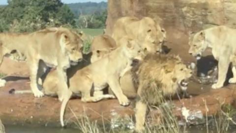 Lionesses attack lion