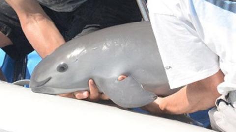 Scientists return a vaquita, a tiny stubby-nosed porpoise on the verge of extinction, into the ocean as part of a conservation project, in Baja California, Mexico October 18, 2017.