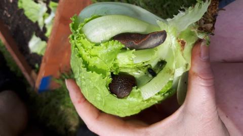 Lettuce and slugs