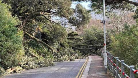 A number of fallen trees block a road with a metal barrier and streetlight to the right hand side of the image