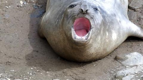 Elephant seal