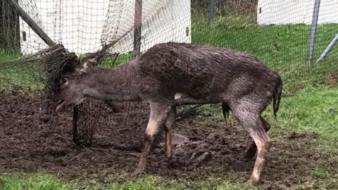 Deer stuck in cricket nets