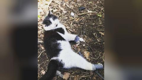 Cat with paws taped up