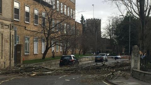 The fallen tree on Portman Road, Ipswich