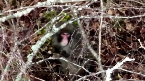 The Japanese Macaque escaped from the Highland Wildlife Park at the weekend.