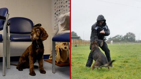 Police dogs