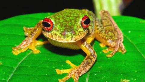 This Mossy Red-eyed Frog (Duellmanohyla soralia)